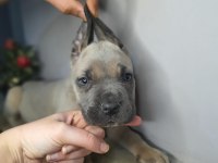 Egzotik cane corso yavrularım