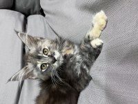 Geleceğin Kraliçe Adayları Minik Maine Coon Prensesler