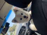 Spitz Yavrum