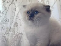 2 aylık Dişi Scottish Fold Blue Point