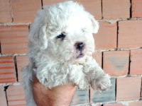 Kar beyaz maltipoo yavrular