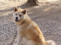 Erkek dişi japon akita