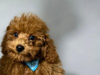 Erkek Toy poodle