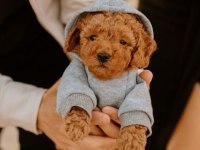 Giresun toy poodle yavruları