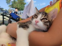 Kedilerimizi sahiplendirme