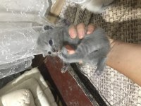 20 günlük yavru kediler