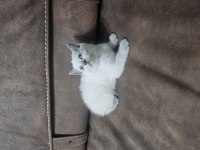 Beyaz scottish fold prens