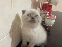 Mavi boncuğum scottish fold