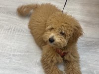 TOY POODLE YAVRUMUZ 4 AYLIK