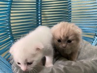 Scottish fold yavrularımız