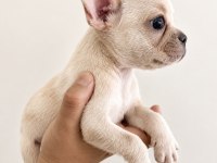 French Bulldog Yavrular