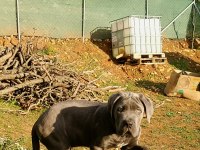 Cane corso blue yavrumuz erkek
