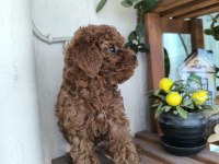 Orjinal Kore kanı taşıyan erkek poodle yavrusu
