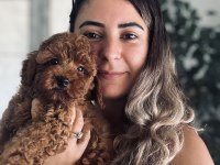 Pofuduk Toy Poodle Bebekler