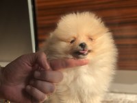 2.5 aylık dişi mini Pomeranian boo