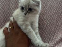 Son Dişi Scottish Fold Yavrumuz