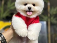 SHOW KALİTE POMERANIAN YAVRUMM