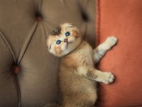 Erkek Scottish Fold Ny25