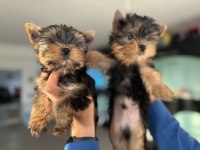 Tea cup yorkshire terrier yavrular ziyarete açık