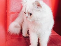 Ücretli British Longhair Silver Dişi
