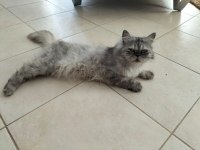 2 tane iran kedisi