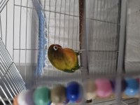 Ömürlük Yuva Arıyoruz 9 Aylık Papağanımıza