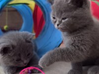 British shorthair sağlıklı yavrularımıza yeni yuva