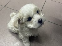 Maltese 1 numara