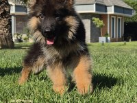 SECERELİ ALMAN ÇOBAN KÖPEĞİ YAVRULARI ISTANBUL