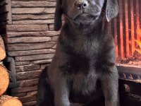 Simsiyah tüyleri iri patileriyle gerçek labrador