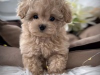 Türkiyenin en iyi kore maltipoo yavruları