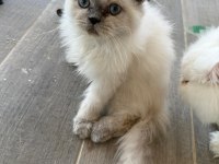 Pamuk iran kedisi bebeklerim