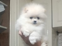 Pomeranian Boo Erkek Ve Dişi Yavrularımız