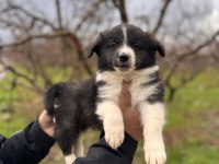 Her Eve Uygun Border Collie Bebekler