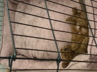 2,5 Aylık Red Brown Toy Poodle