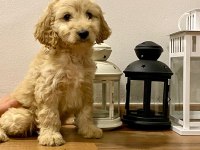 Sağlık Garantili Maltipoo Yavrularımız