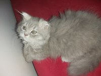 Scottish fold