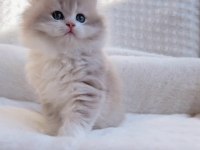 BLH Ay12 erkek british longhair