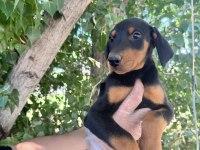 Doberman Yavrularımız Bursa Türkiye Tüm İller