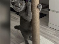 Scottish fold kedimiz