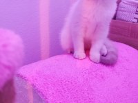 2 aylık sevimli british shorthair yavrumuz
