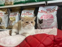 Türünün en güzel örneklerinden exotic shorthair