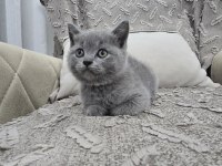 Gri british shorthair erkek yavru