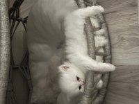 British longhair yavrular
