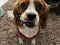 Evinizin neşesi Rom cavalier king