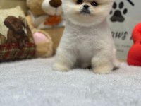 Orjinal Miss Turkey Pomeranian 