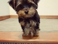 Yorkshire terrier yavrularımız
