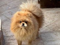 Pomeranian boo köpeğimiz