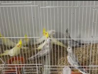 Sağlıklı 2 Aylık sultan papağanı yavrular