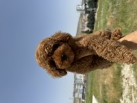 Geniş yavru yelpazesi her renk ve çeşit poodle